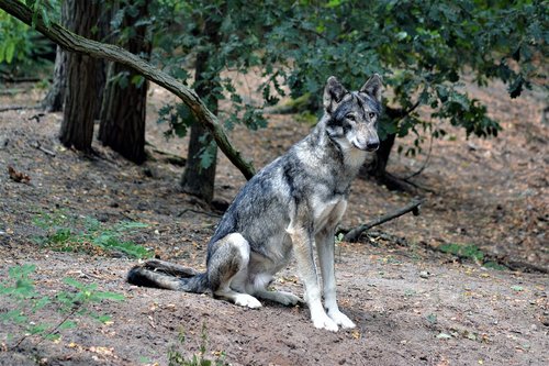 wolf  close up  nature