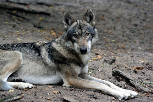 wolf  close up  nature