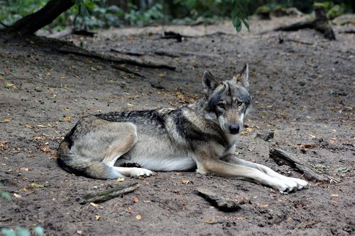 wolf  close up  nature