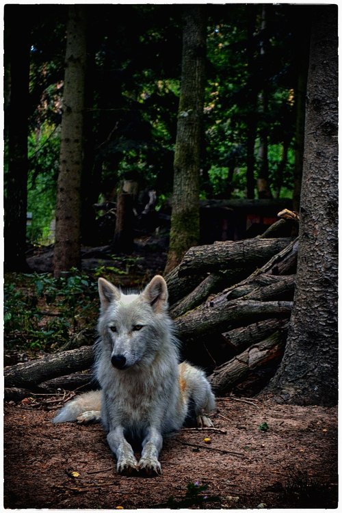 wolf  white wolf  white
