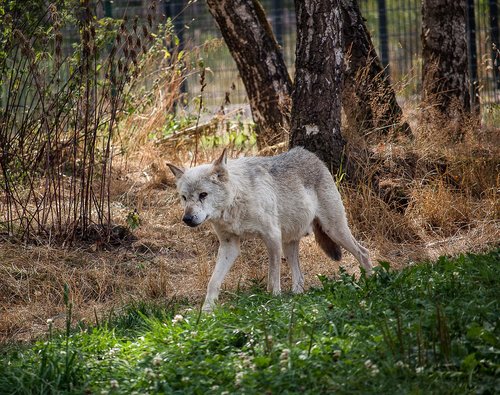 wolf  predator  animal