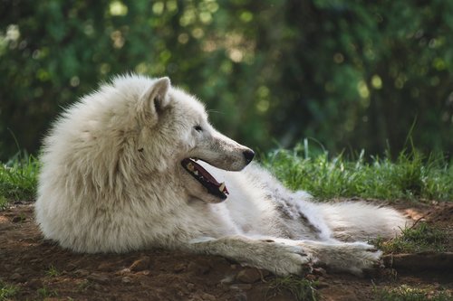 wolf  arctic  white