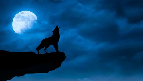 wolf  wolves  moonlight