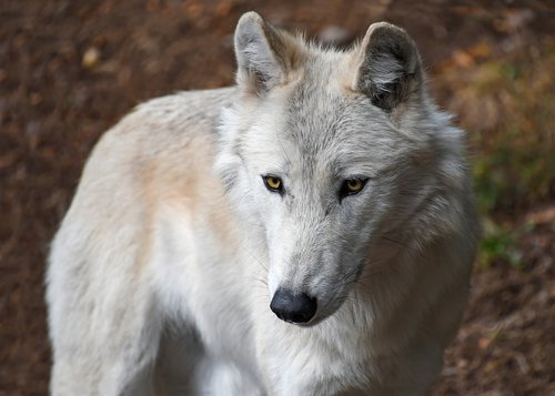 wolf  predator  white