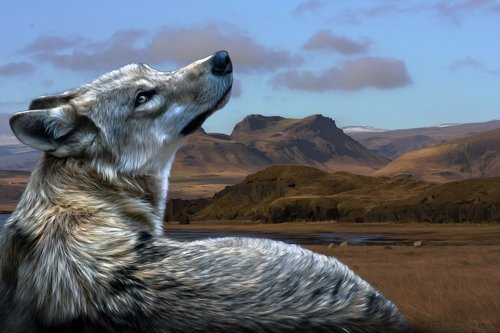 wolf  view  mountains