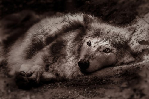 wolf  animal  home