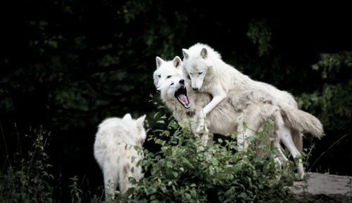 wolf  pack  nature