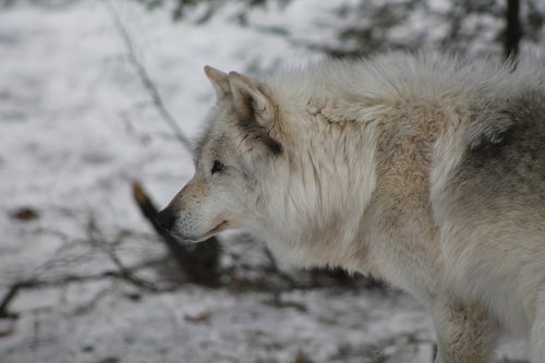 wolf  winter  predator