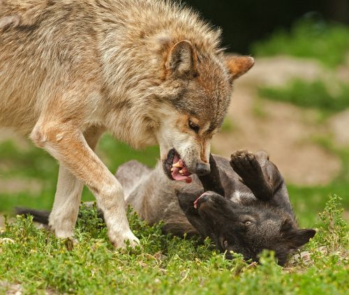 wolf predator prey