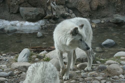 wolf yellowstone animal