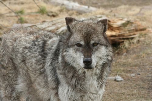 wolf animal yellowstone