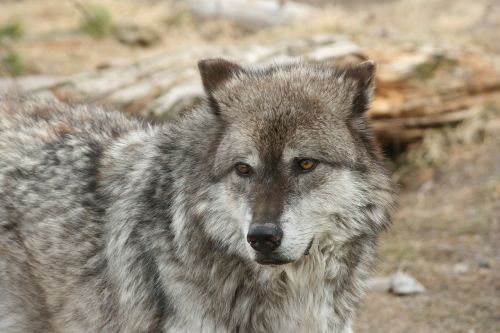 wolf yellowstone animal