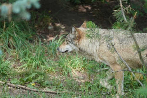 wolf  animal  forest