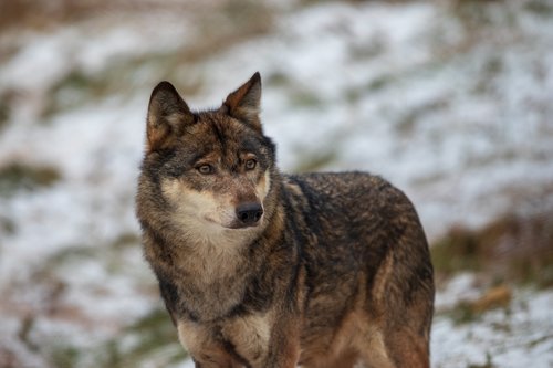 wolf  close up  nature