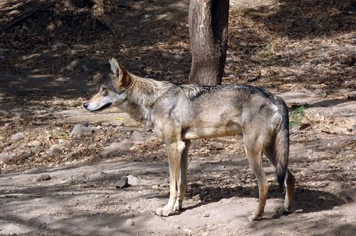 wolf  wildlife  indian wolf