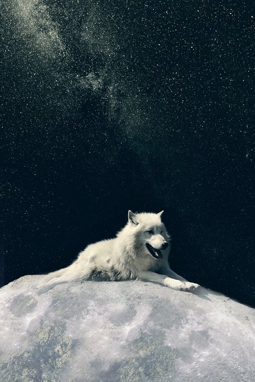 wolf  dog  moon