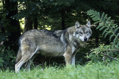 wolf  predator  european wolf