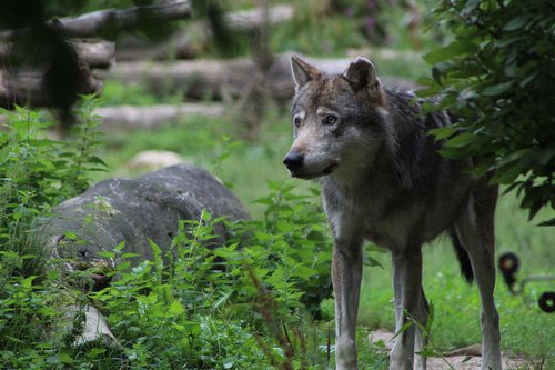 wolf  gray wolf  predator