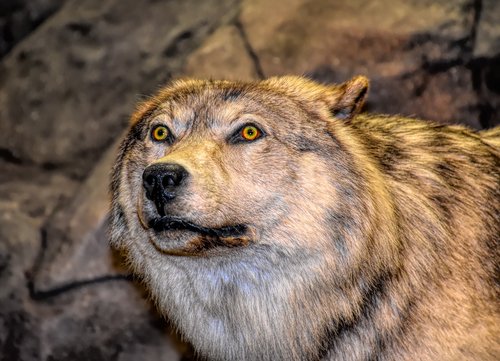 wolf  head  predator