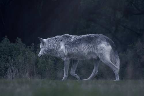 wolf  animal  wild