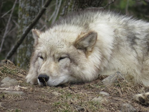 wolf  tired  sleep
