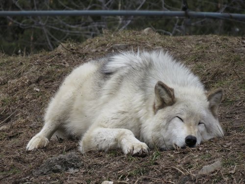 wolf  tired  sleep