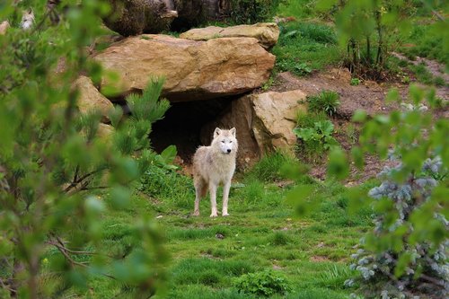 wolf  den  white