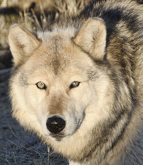 wolf  wolves  predator