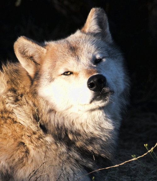 wolf  wolves  predator