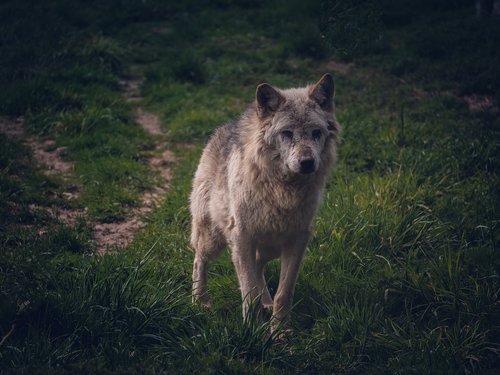 wolf  animals  nature