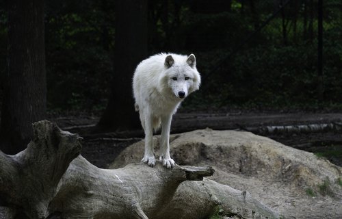 wolf  arctic  animal