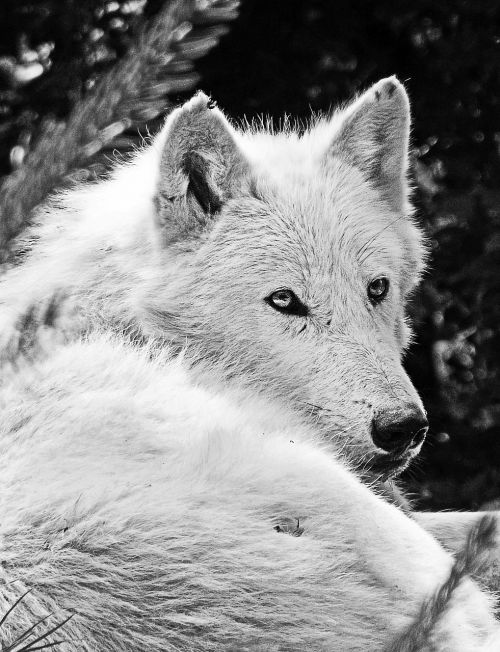 wolf white wolf beast