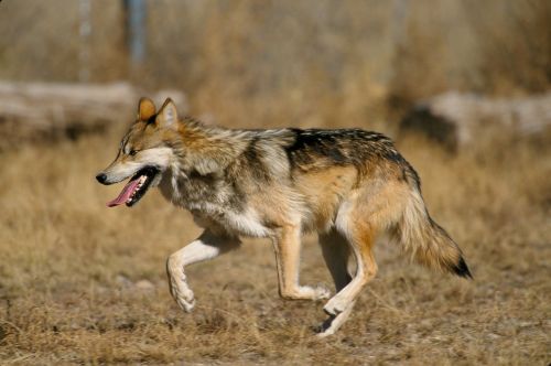 wolf mexican wolf canis lupus baileyi