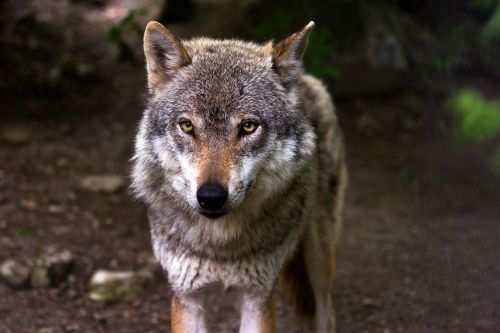 wolf predator hunter