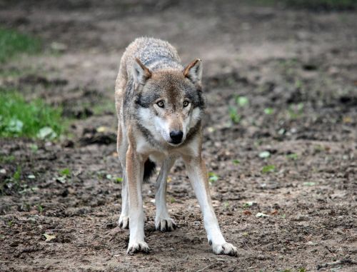 wolf enclosure canis lupus