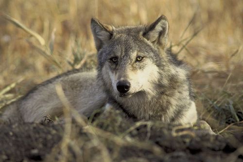 wolf gray wildlife
