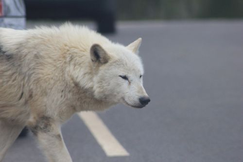 wolf crossing road street