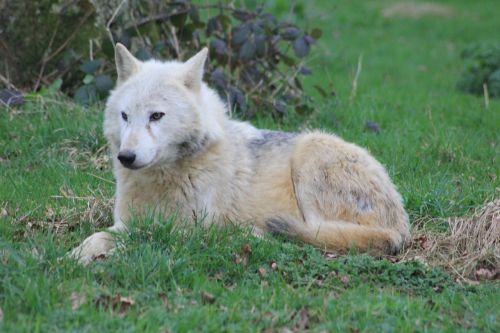 wolf sitting woods