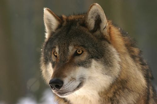 wolf zoo canis lupus