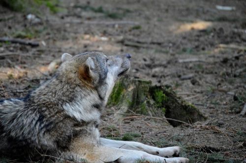 wolf fur animal world