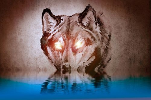wolf reflective eyes reflection