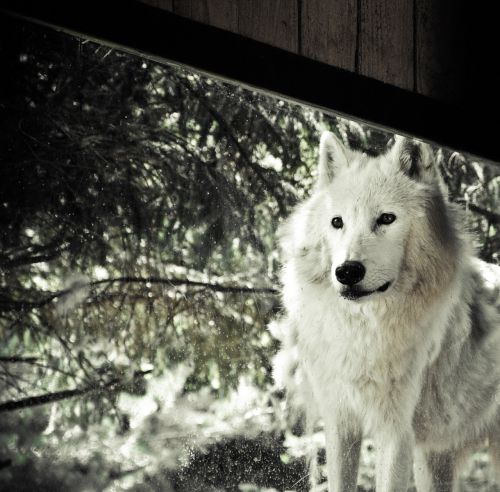 wolf polar white