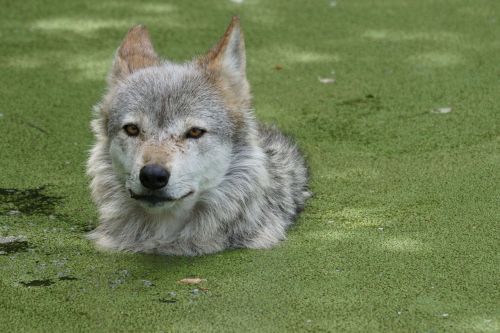 wolf pond zoo