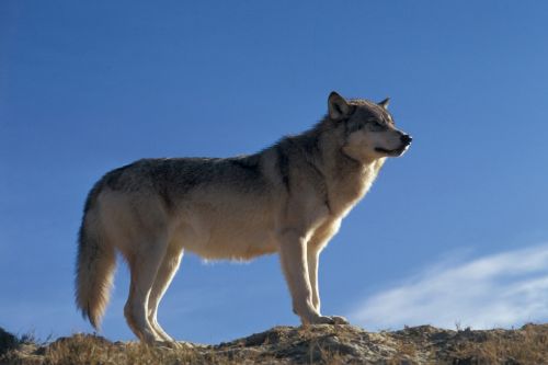 wolf wildlife nature