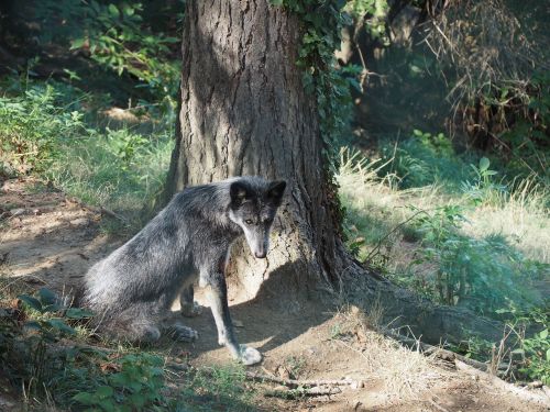 wolf zoo timberwolf