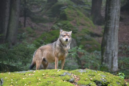 wolf bavarian national park alpha dog