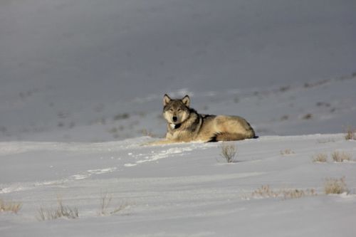 wolf predator snow