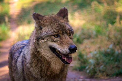 wolf zoo gray wolf