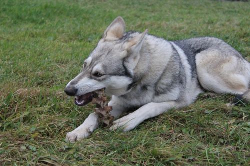 wolf dog animals pet