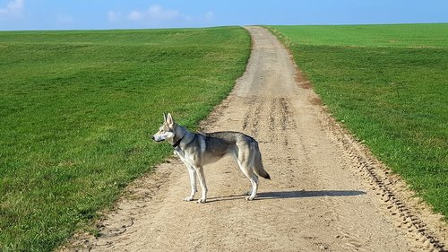 wolf dog  summer walk  landscape